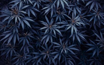 HHC: La nuova frontiera della cannabis sintetica che sta sconvolgendo l’industria!